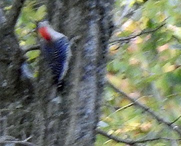 Red-bellied Woodpecker - ML272625001