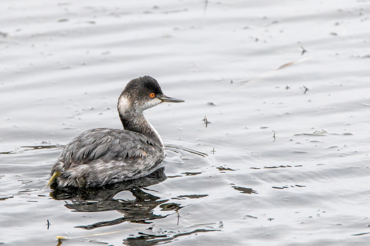 Eared Grebe - Tim Ludwick