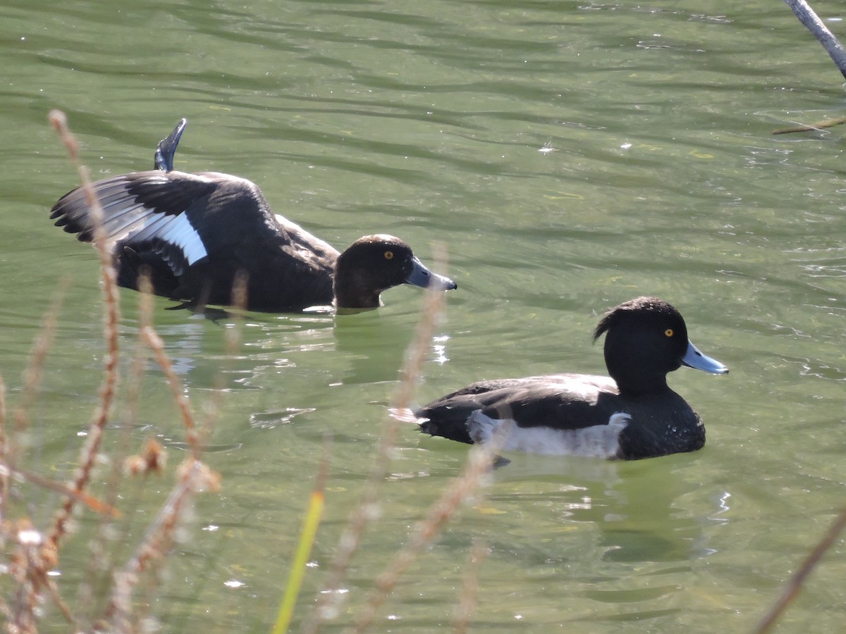 Tufted Duck - ML272628121