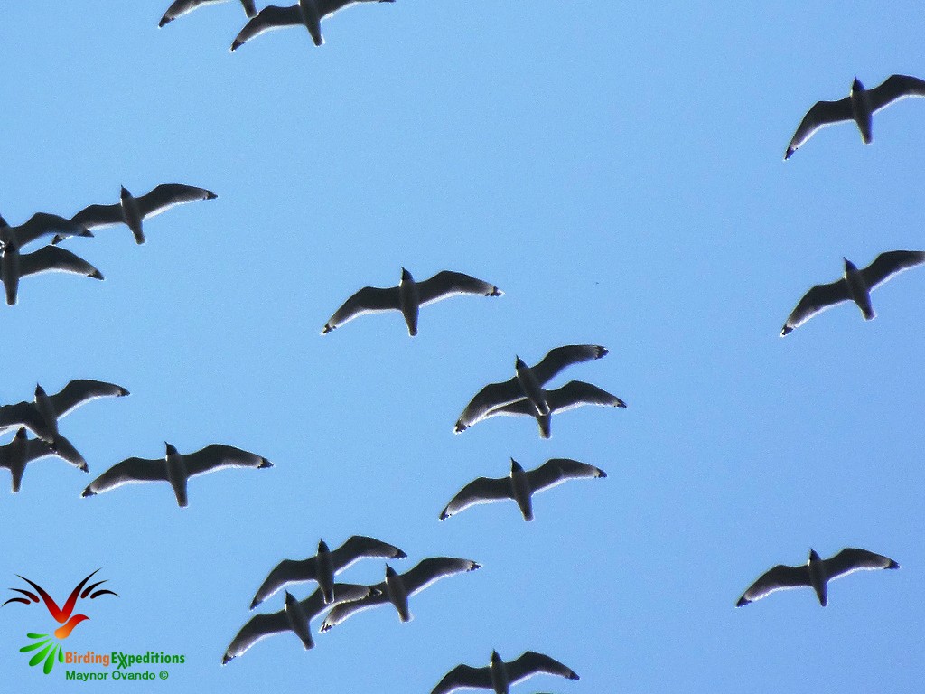 Franklin's Gull - ML27263051