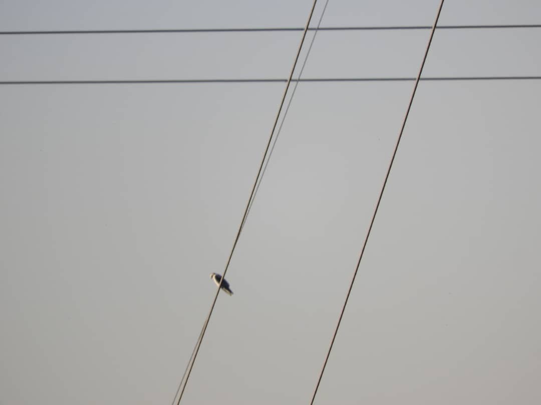 Black-winged Kite - ML272630511