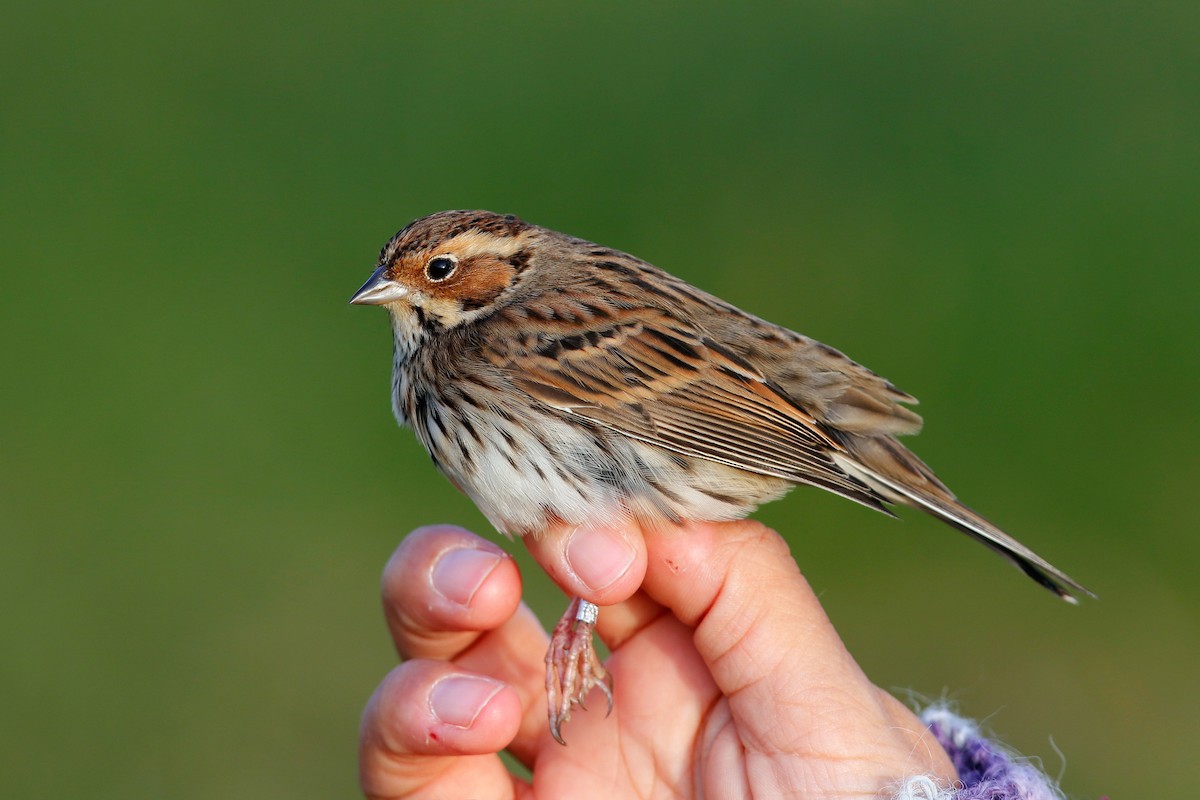 Борлог хөмрөг - ML272630751