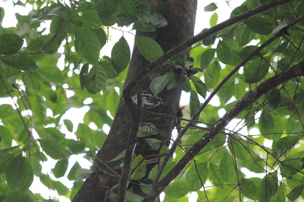 Black-and-white Warbler - Sabine Sill