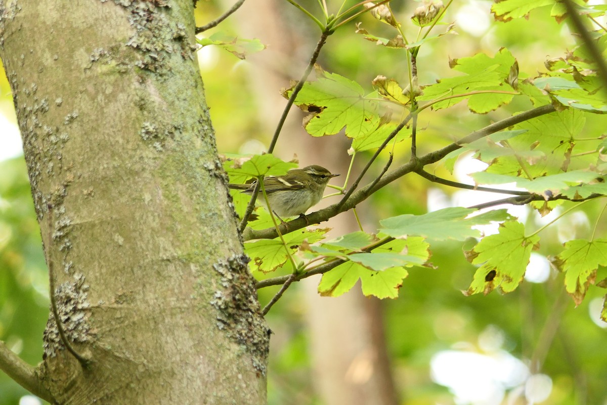 Yellow-browed Warbler - Hein Prinsen