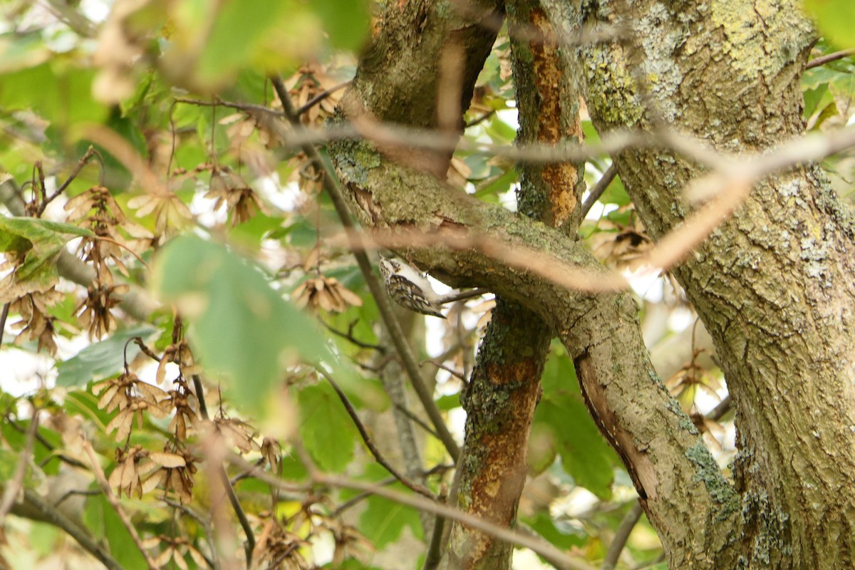 Eurasian Treecreeper - ML272631621