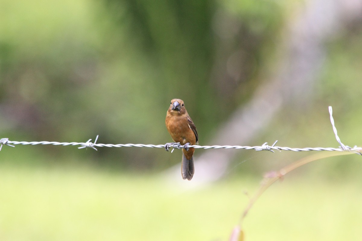 Thick-billed Seed-Finch - ML272631731