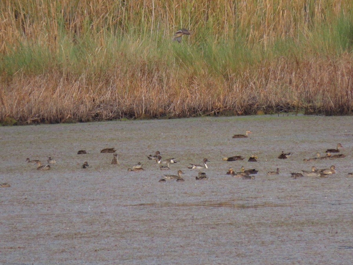 Northern Pintail - ML272632441