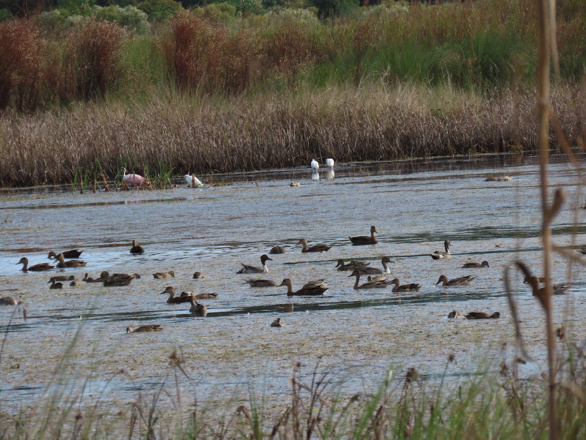 Northern Pintail - ML272632481