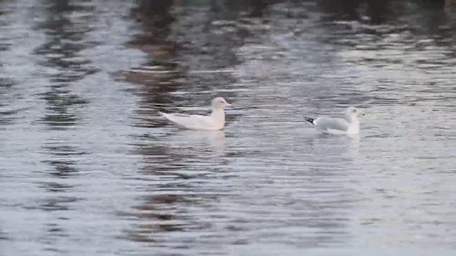 Мөсний цахлай - ML272634891