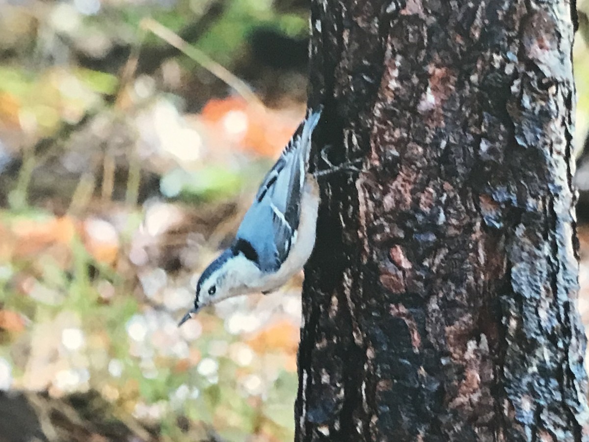 White-breasted Nuthatch - Alice Oliver