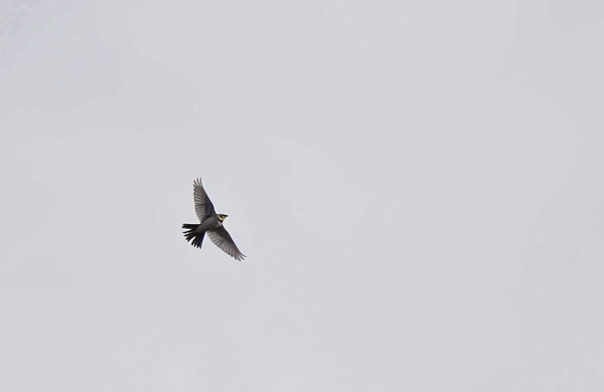 Эвэрт болжмор - ML272637081