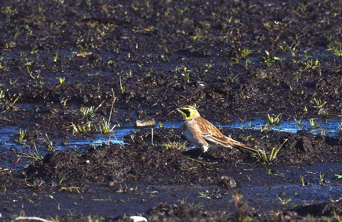 Эвэрт болжмор - ML272637091