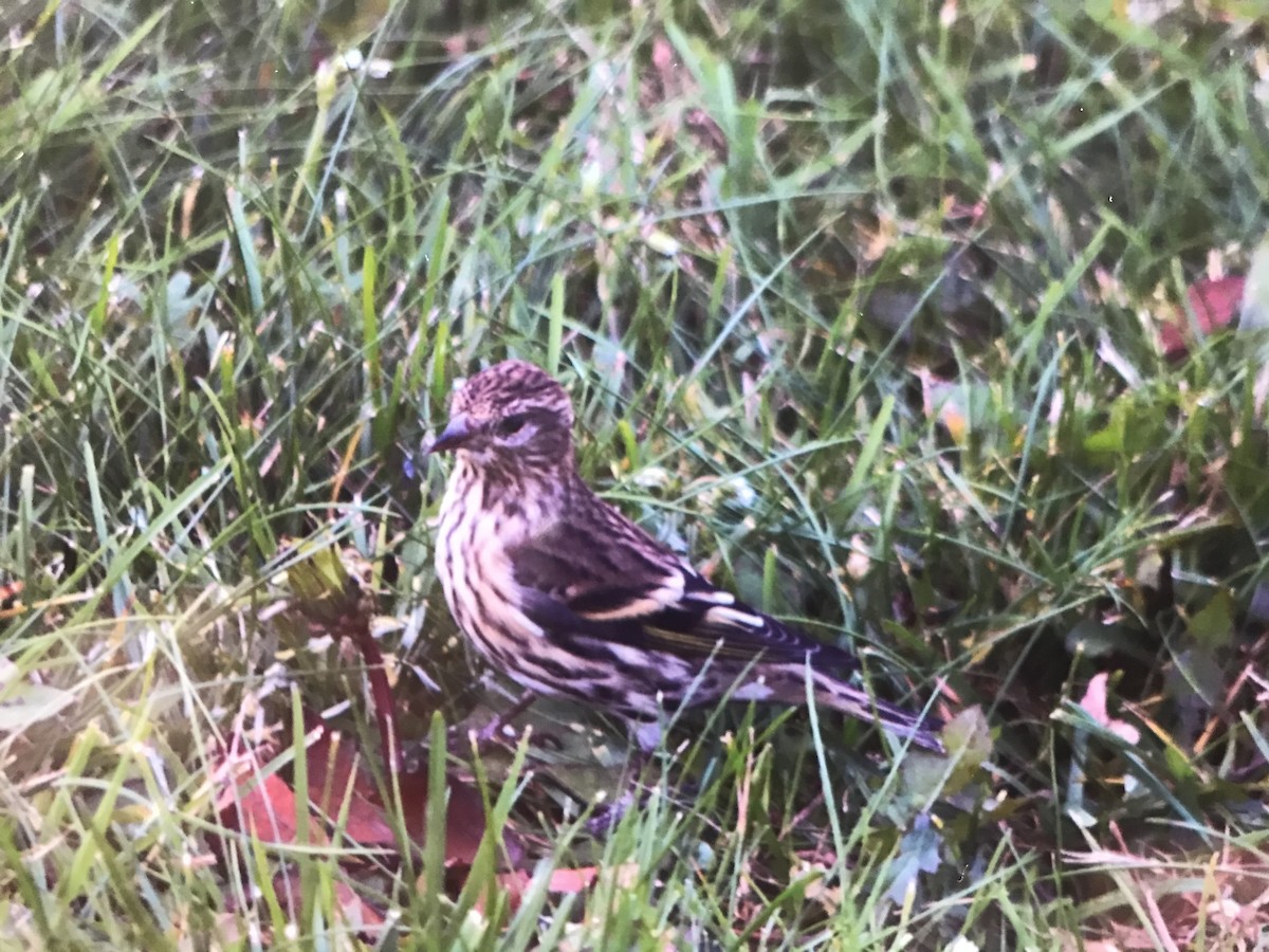 Pine Siskin - ML272638641