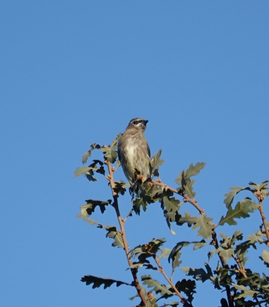 Cedar Waxwing - ML272641301