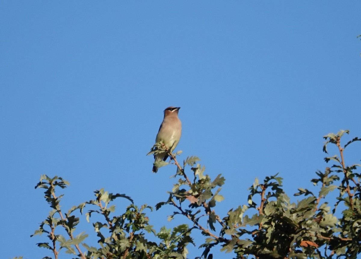 Cedar Waxwing - ML272641321