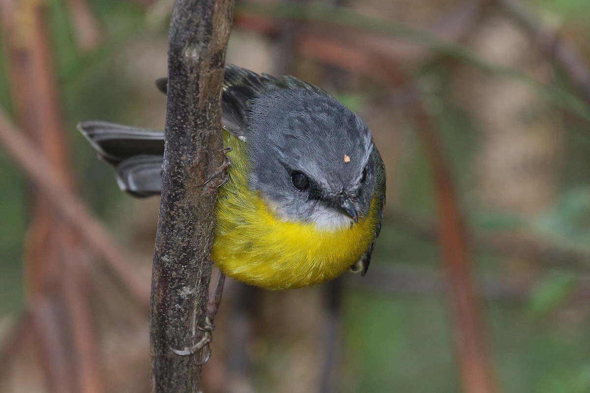 Eastern Yellow Robin - ML272643231