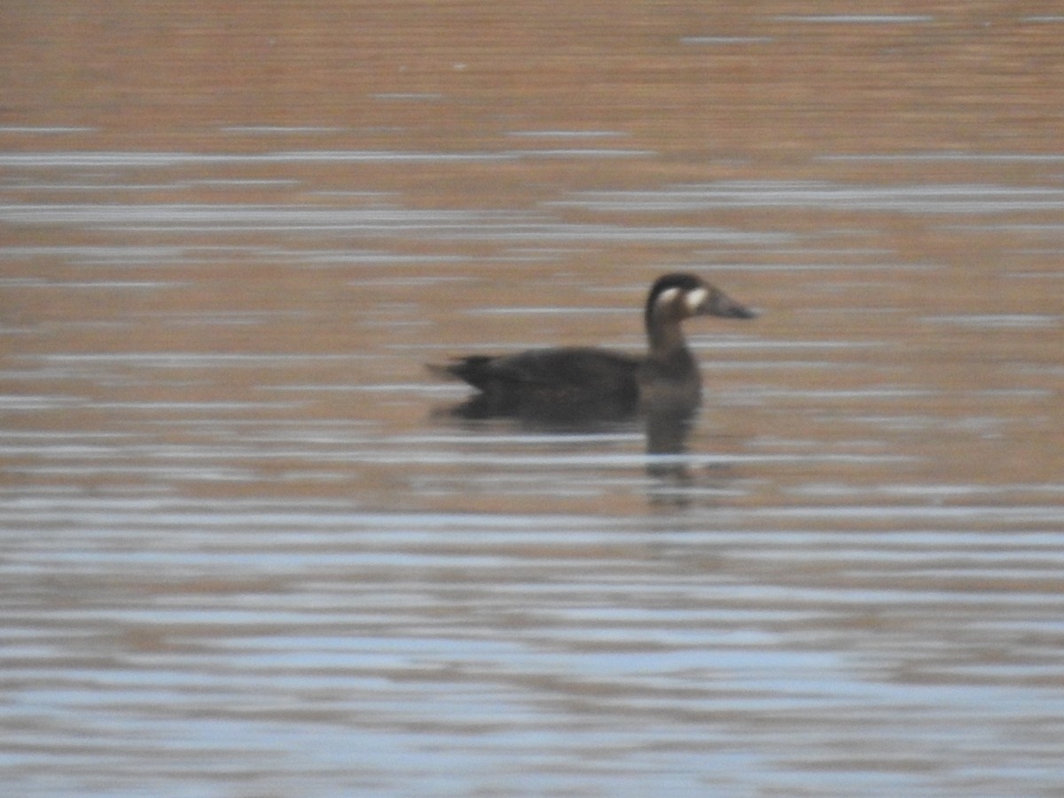 Surf Scoter - ML272644051