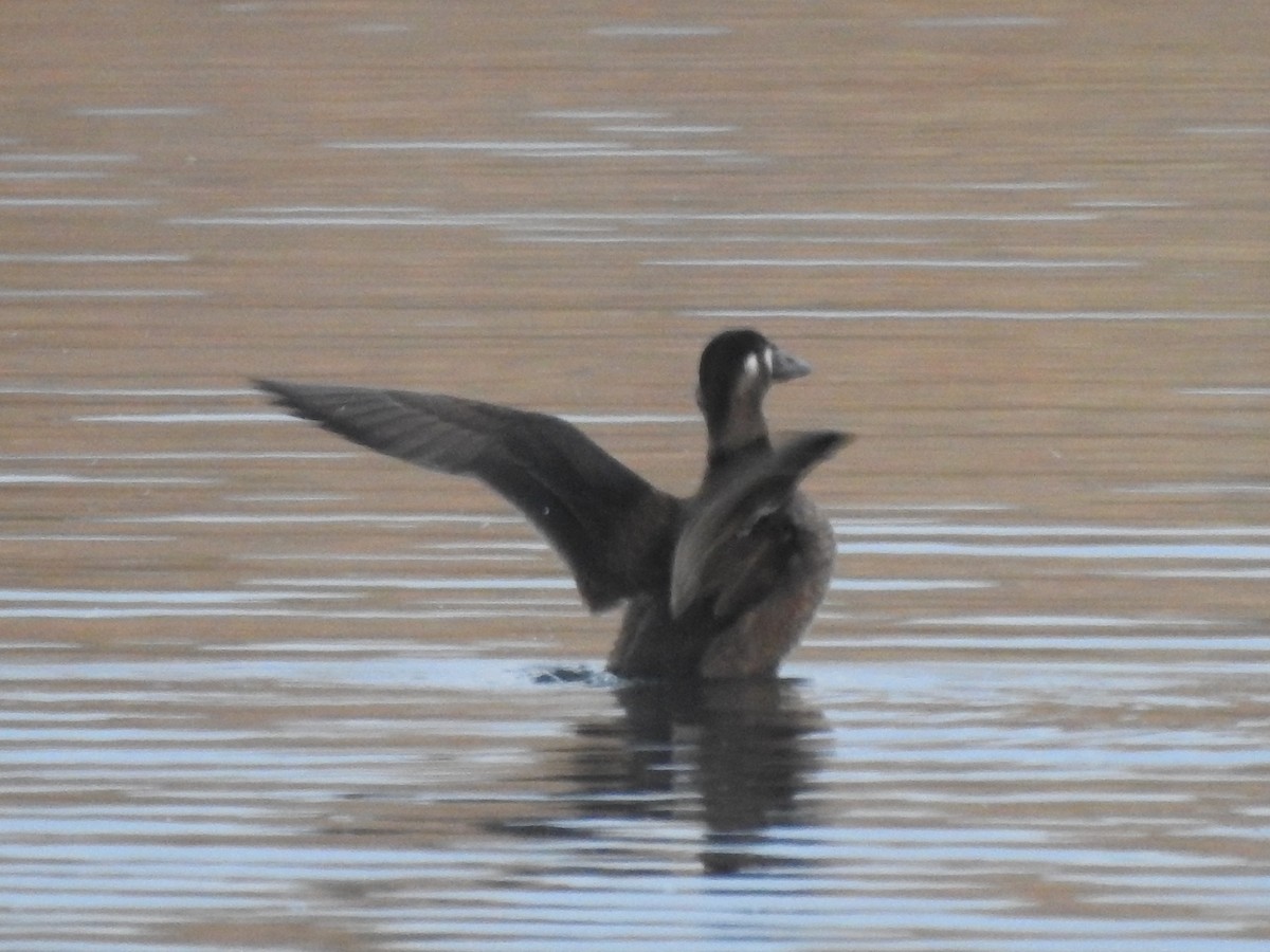 Surf Scoter - ML272644061