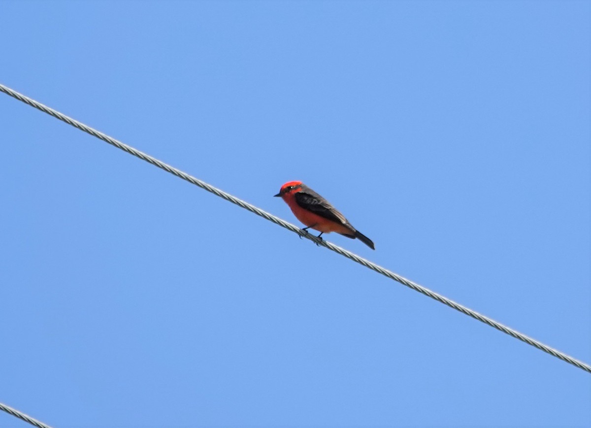 Vermilion Flycatcher - ML272644281