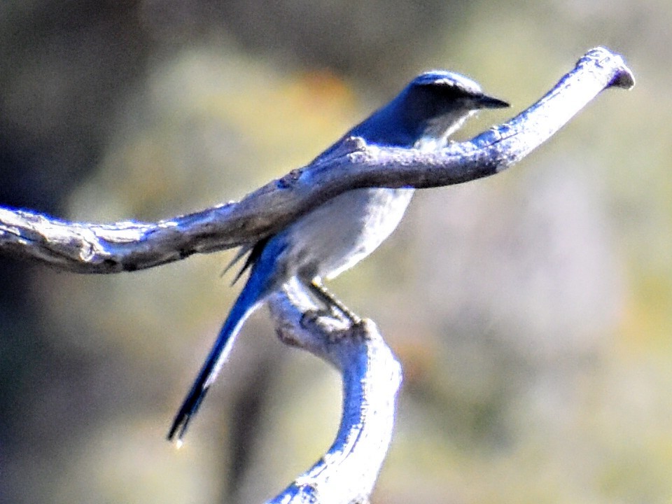 Woodhouse's Scrub-Jay - ML272646371