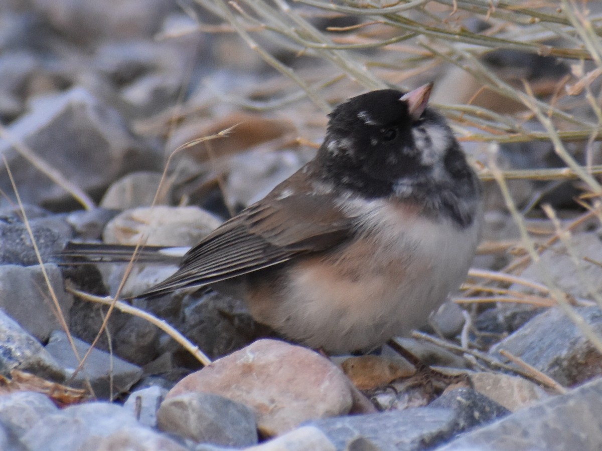 Dark-eyed Junco - ML272646581