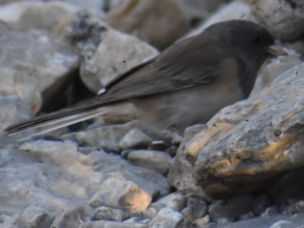 Dark-eyed Junco - ML272646991