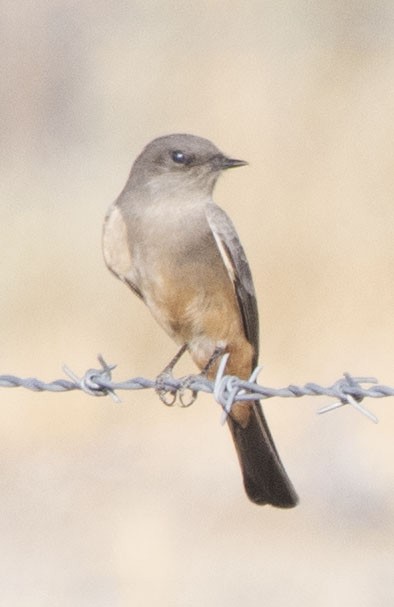 Say's Phoebe - ML272647641