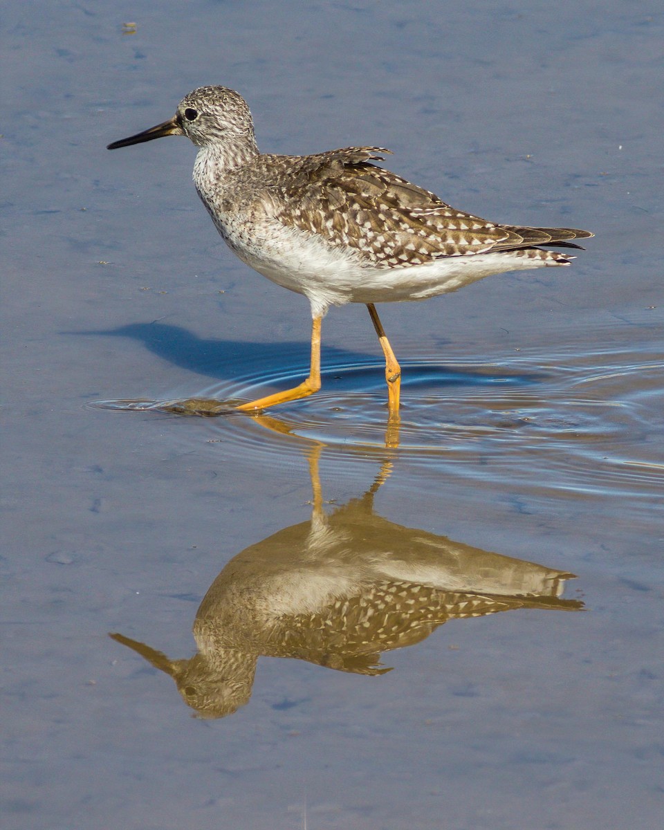 Greater Yellowlegs - Bob Clarke