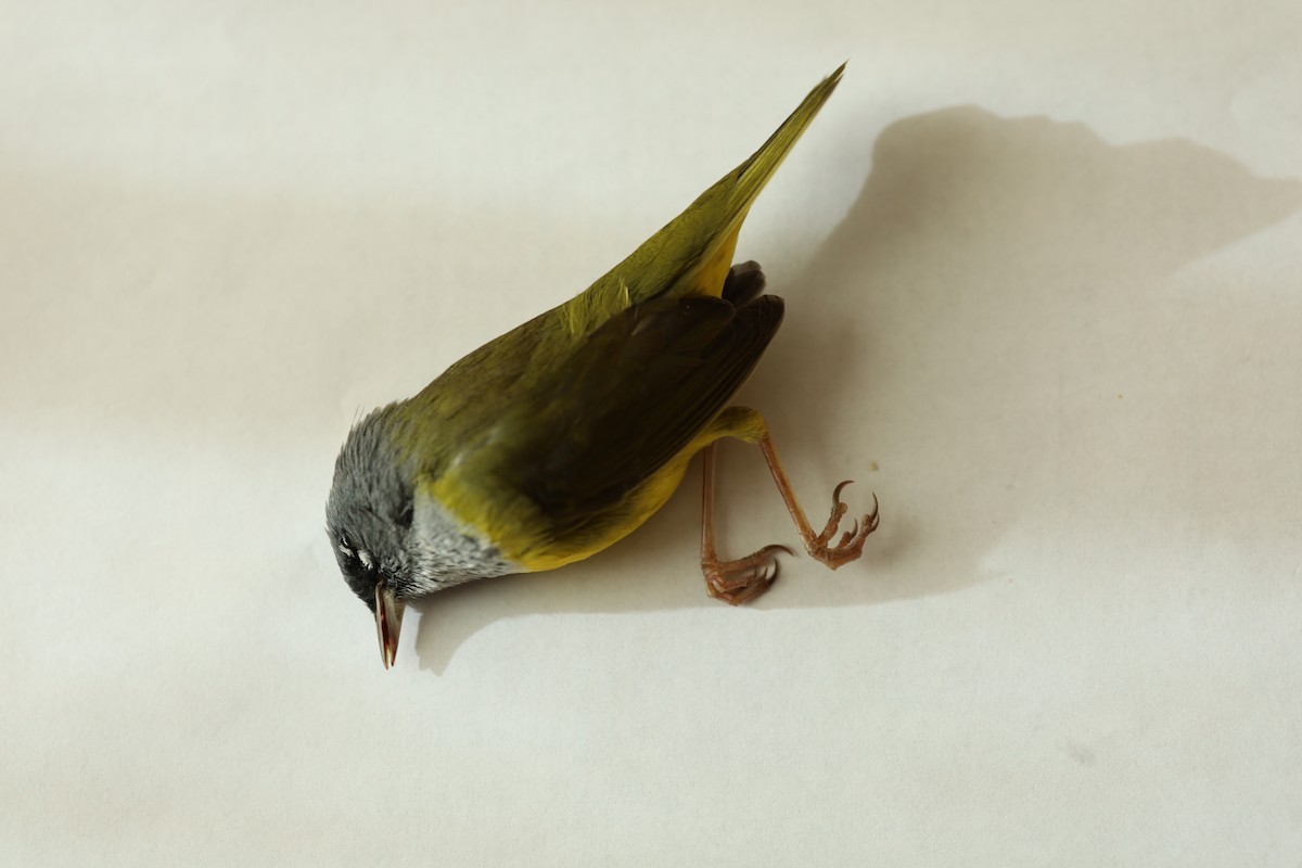 MacGillivray's Warbler - ML272648361