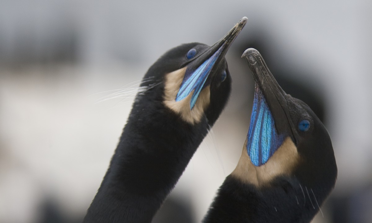 Brandt's Cormorant - ML27264941