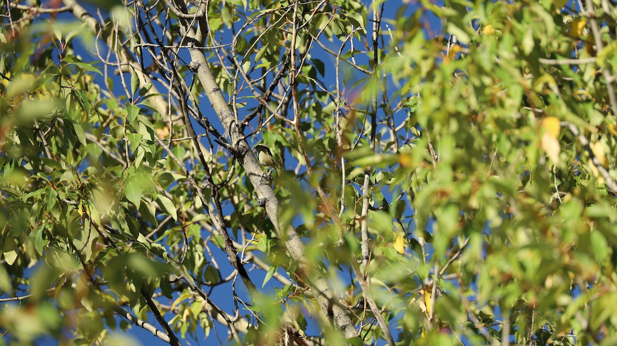 Orange-crowned Warbler - ML272651531