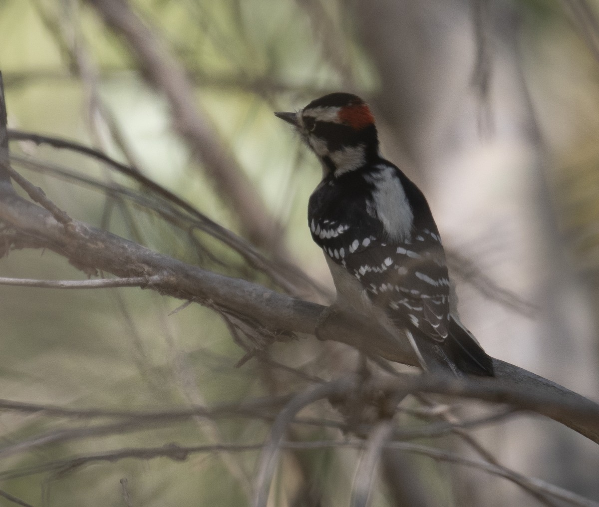 Downy Woodpecker (Eastern) - ML272651641