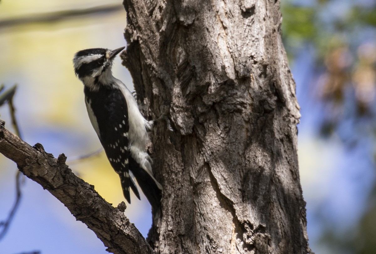 Downy Woodpecker (Rocky Mts.) - ML272651671