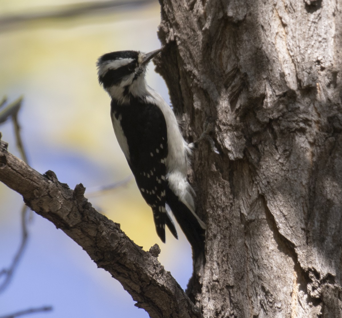 Downy Woodpecker (Rocky Mts.) - ML272651681