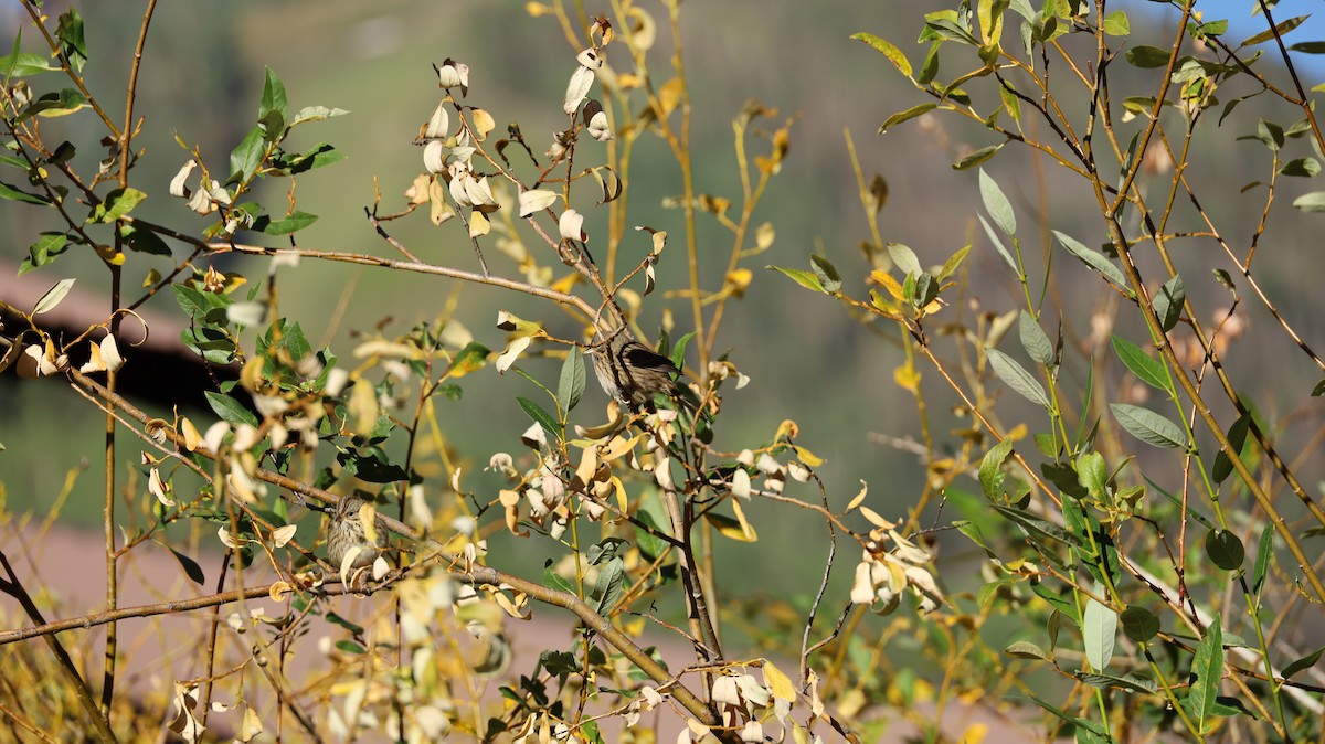 Lincoln's Sparrow - Charles Price