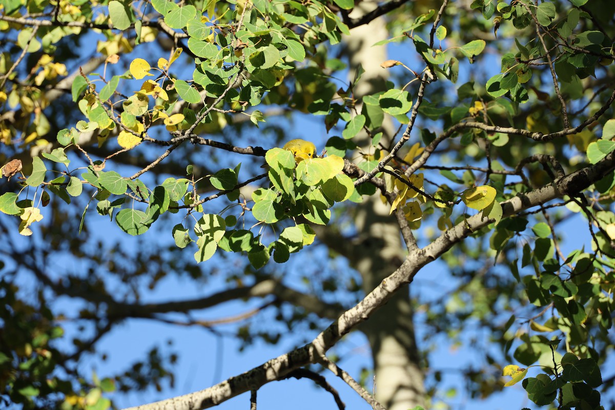 Wilson's Warbler - ML272652471