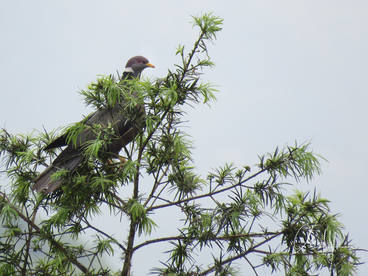 Band-tailed Pigeon - ML272654591