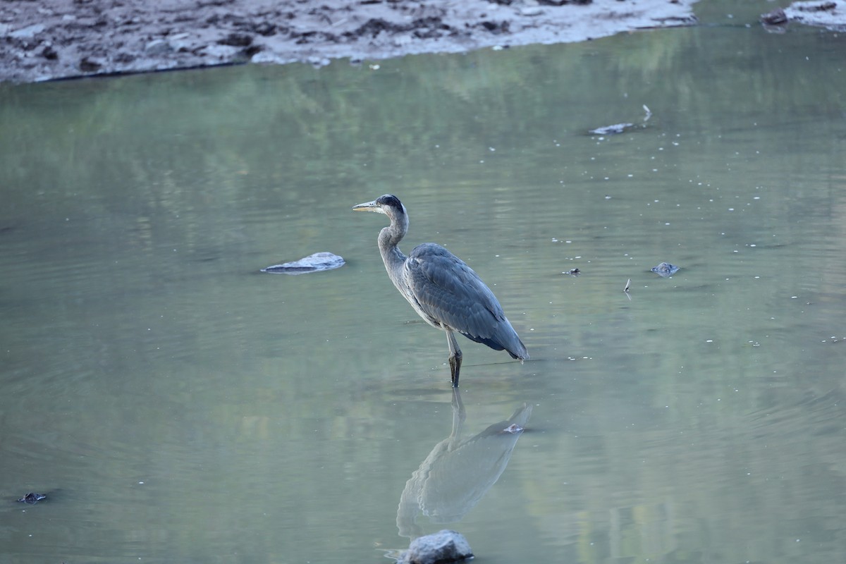 Great Blue Heron - Charles Price