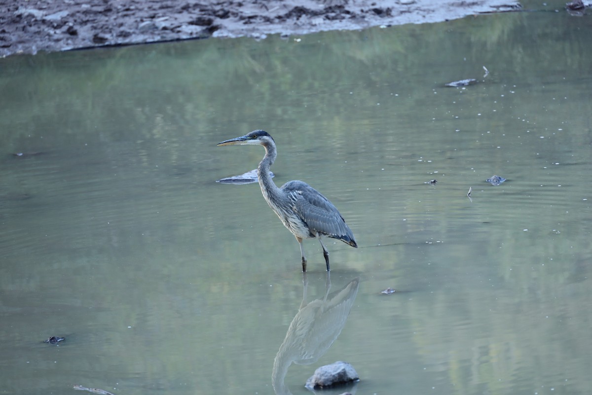 Great Blue Heron - ML272655071