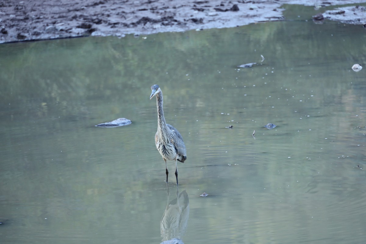 Great Blue Heron - ML272655101