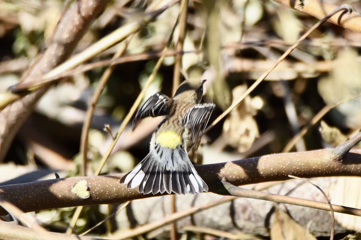 Yellow-rumped Warbler - ML272655211