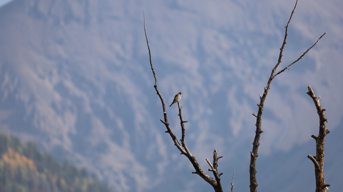 American Kestrel - ML272655751