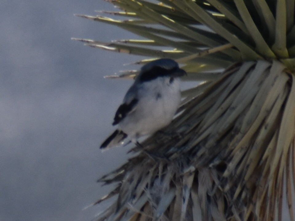 Loggerhead Shrike - ML272656391