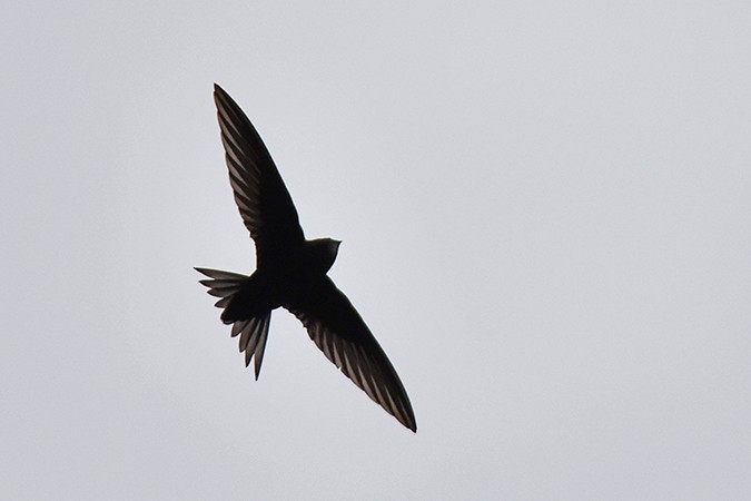 Common Swift - Guido Bennen