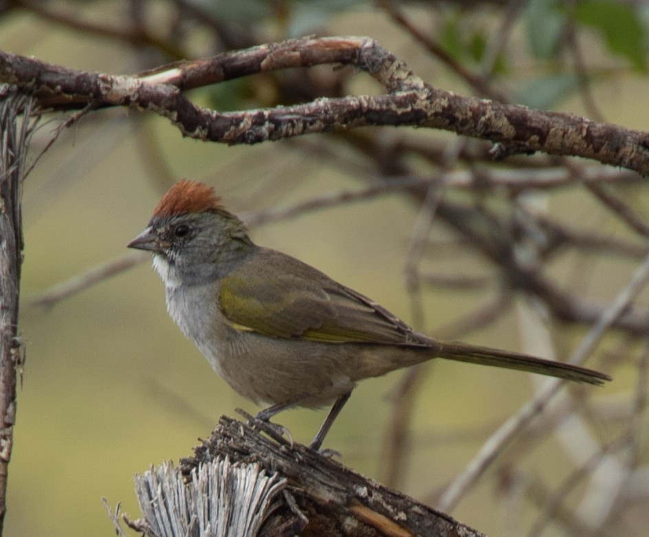 Green-tailed Towhee - ML272657791