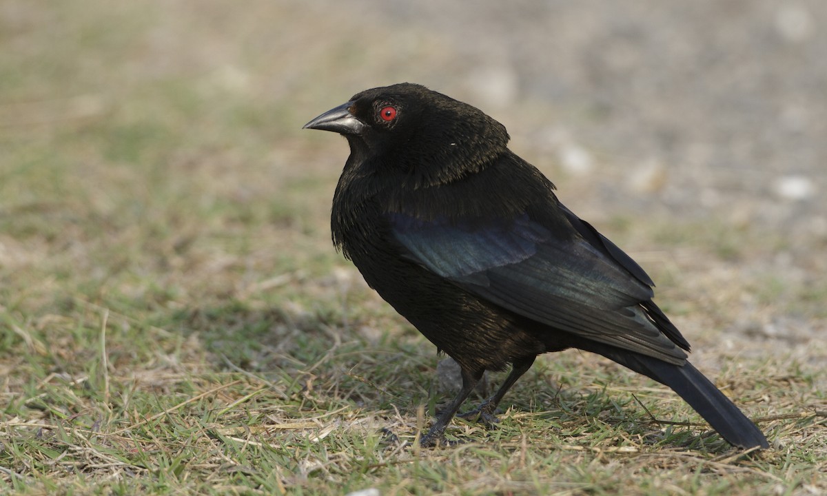 Bronzed Cowbird - Brian Sullivan