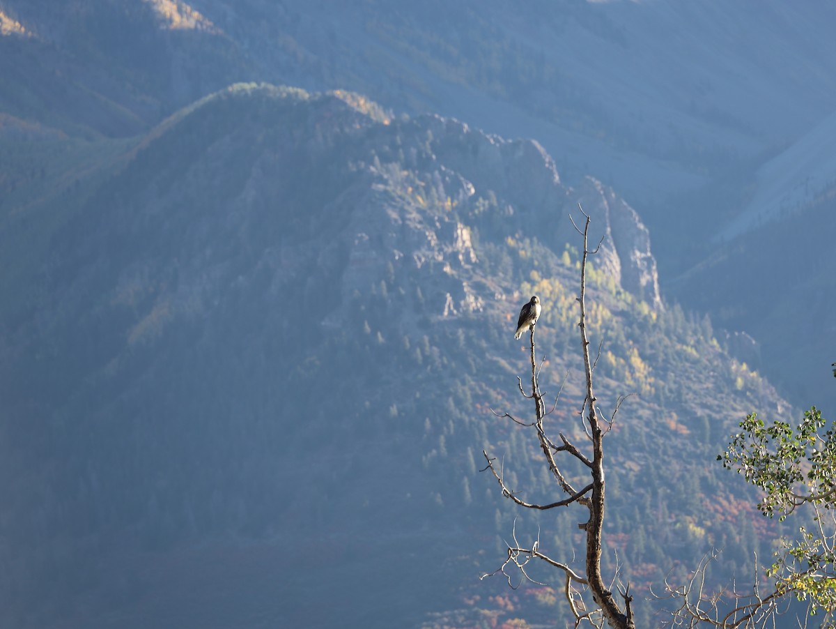 Red-tailed Hawk - ML272659941