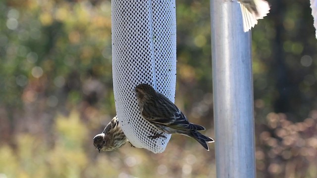 Pine Siskin - ML272661711