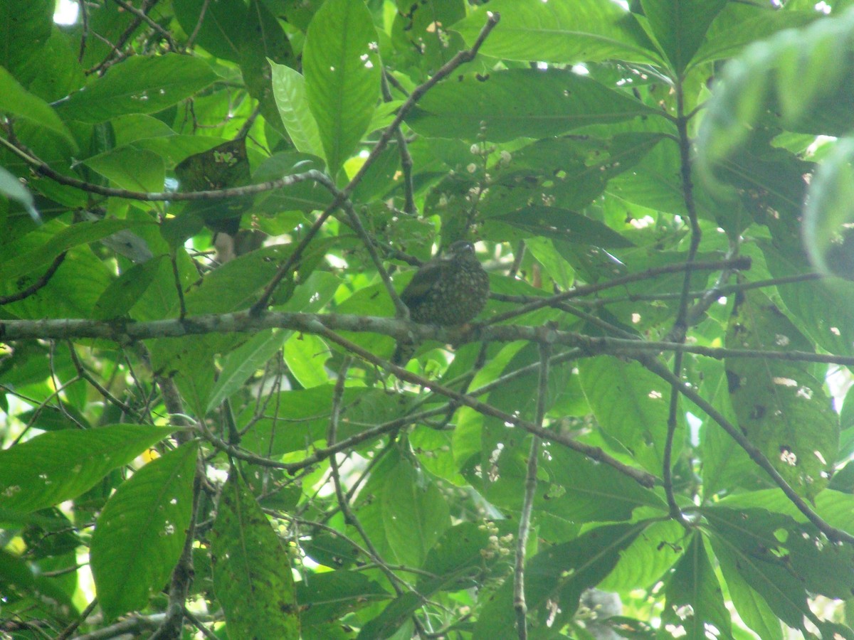 Cotinga écaillé - ML272661741