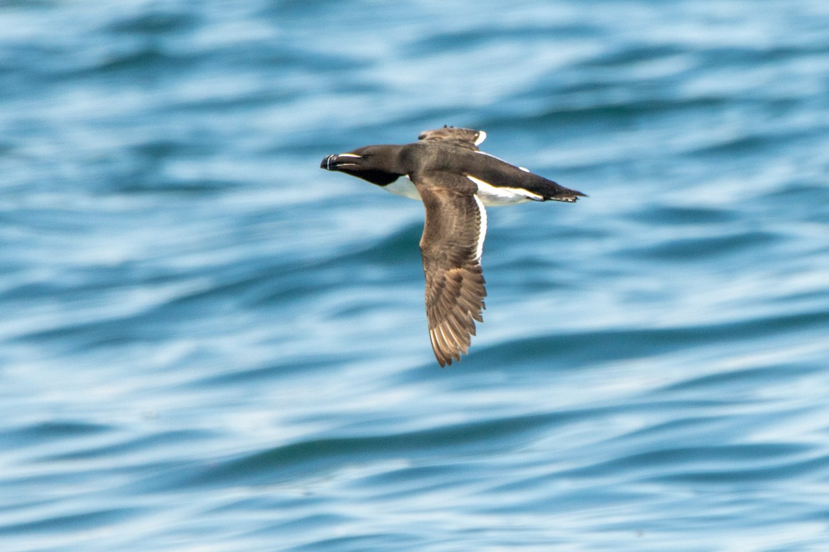 Razorbill - Tim Ludwick